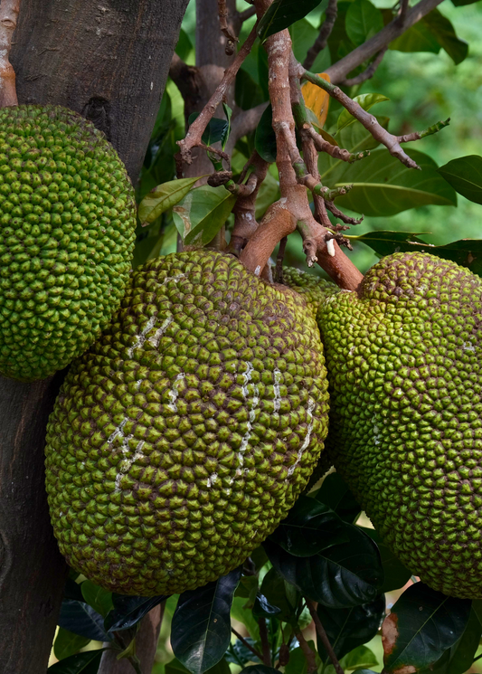 Jackfruit 'Borneo' (Artocarpus heterophyllus)