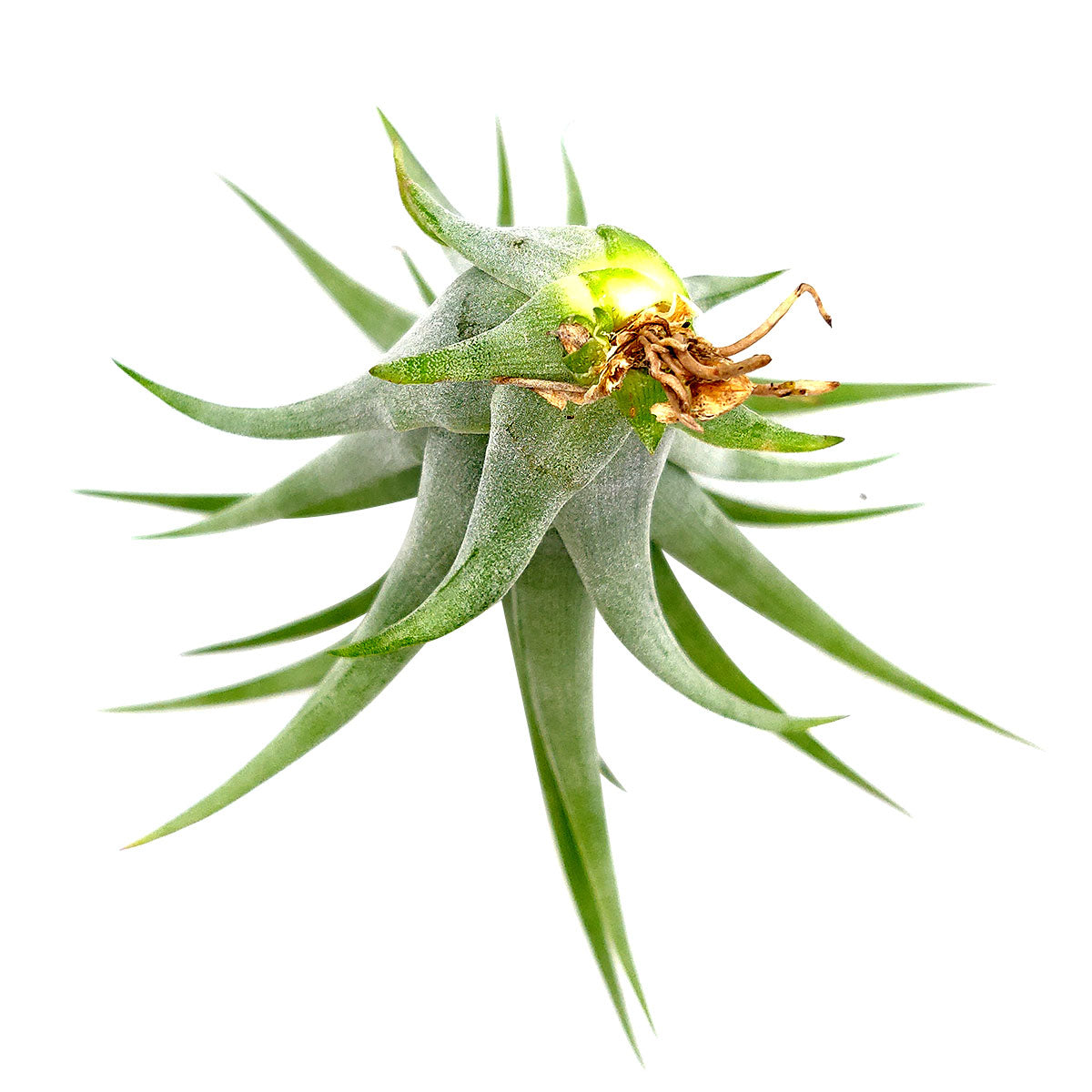 Tillandsia Brachycaulos