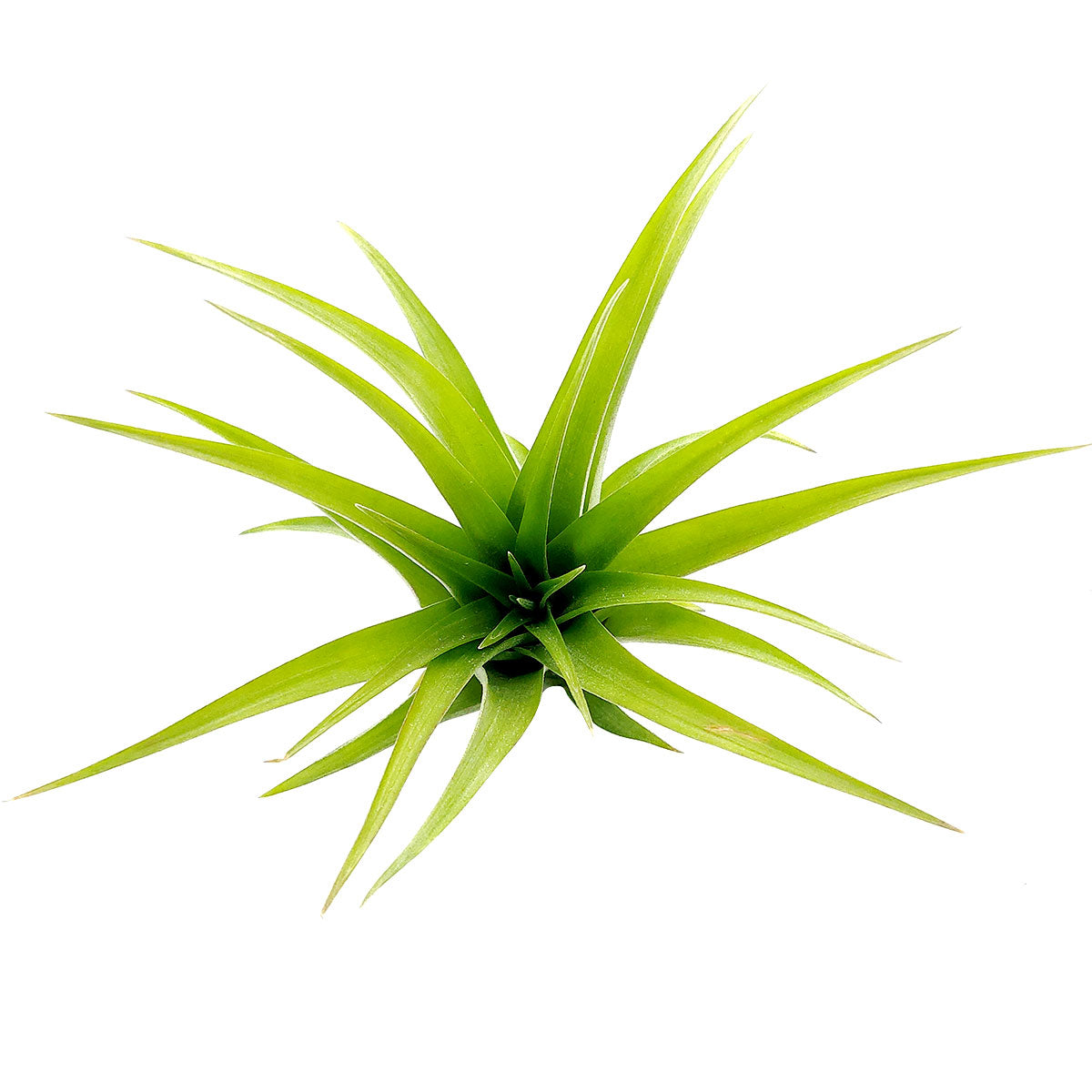 Tillandsia Brachycaulos