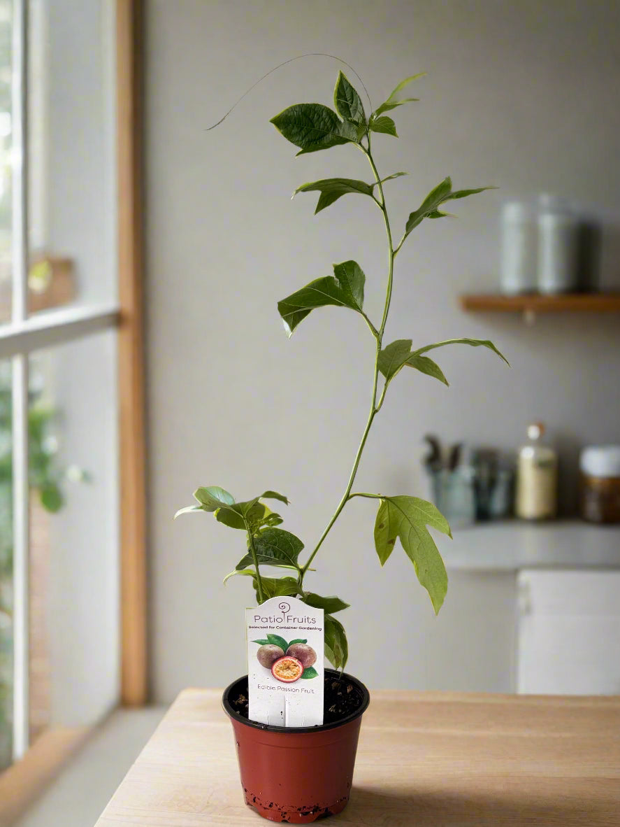 Patio Fruits Live Edible Passion Fruit Vine - Passiflora Edulis - Dwarf Fruit Vine - Easy to Grow Fruit Plant - Organic Gardening - Zones 9 -11