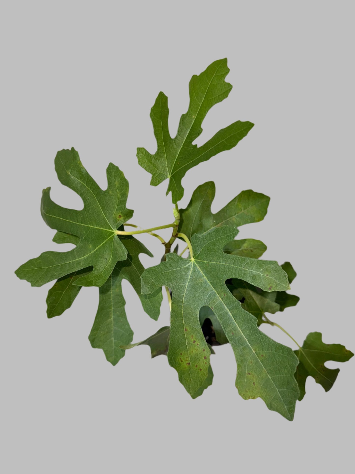 Chicago Hardy Fig - Ficus carica - Cold Hardy - Zones 6 to 10 - Easy to Grow - Compact Fruit Tree - Organic Container Gardening