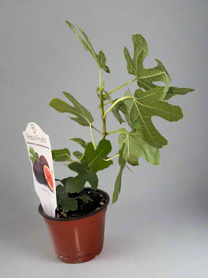 Chicago Hardy Fig - Ficus carica - Cold Hardy - Zones 6 to 10 - Easy to Grow - Compact Fruit Tree - Organic Container Gardening