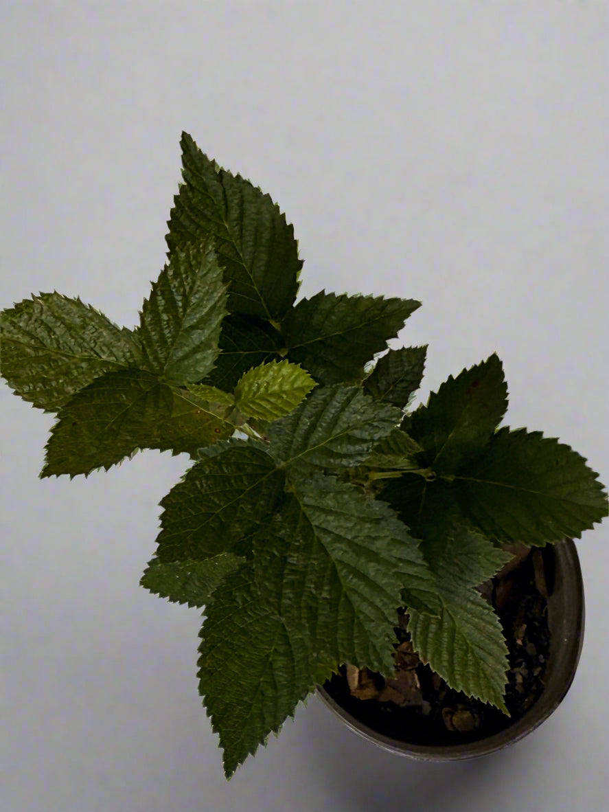 Sweet Ark Ponca Thornless Blackberry - Home Garden Plant - Zones 5 to 9 - Container Garden - Easy to Grow Fruit Tree