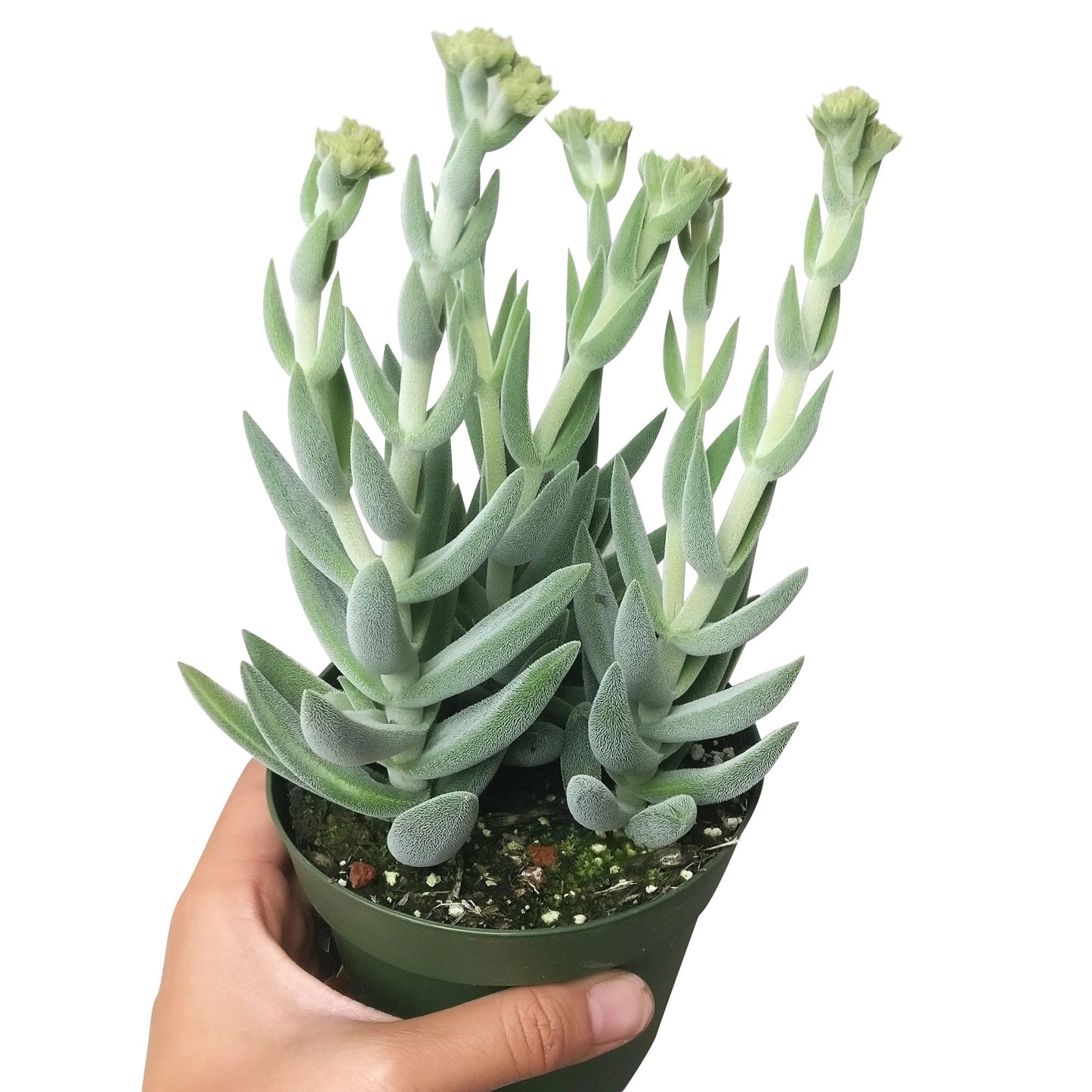 Crassula Mesembryanthemoides Tenelli