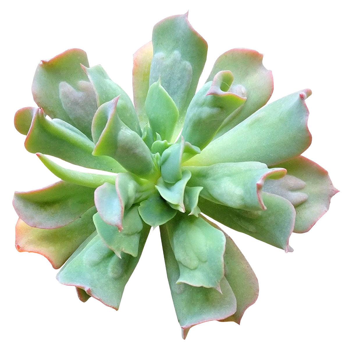 wavy succulent Echeveria Culibra Succulent – Lovehopegrow