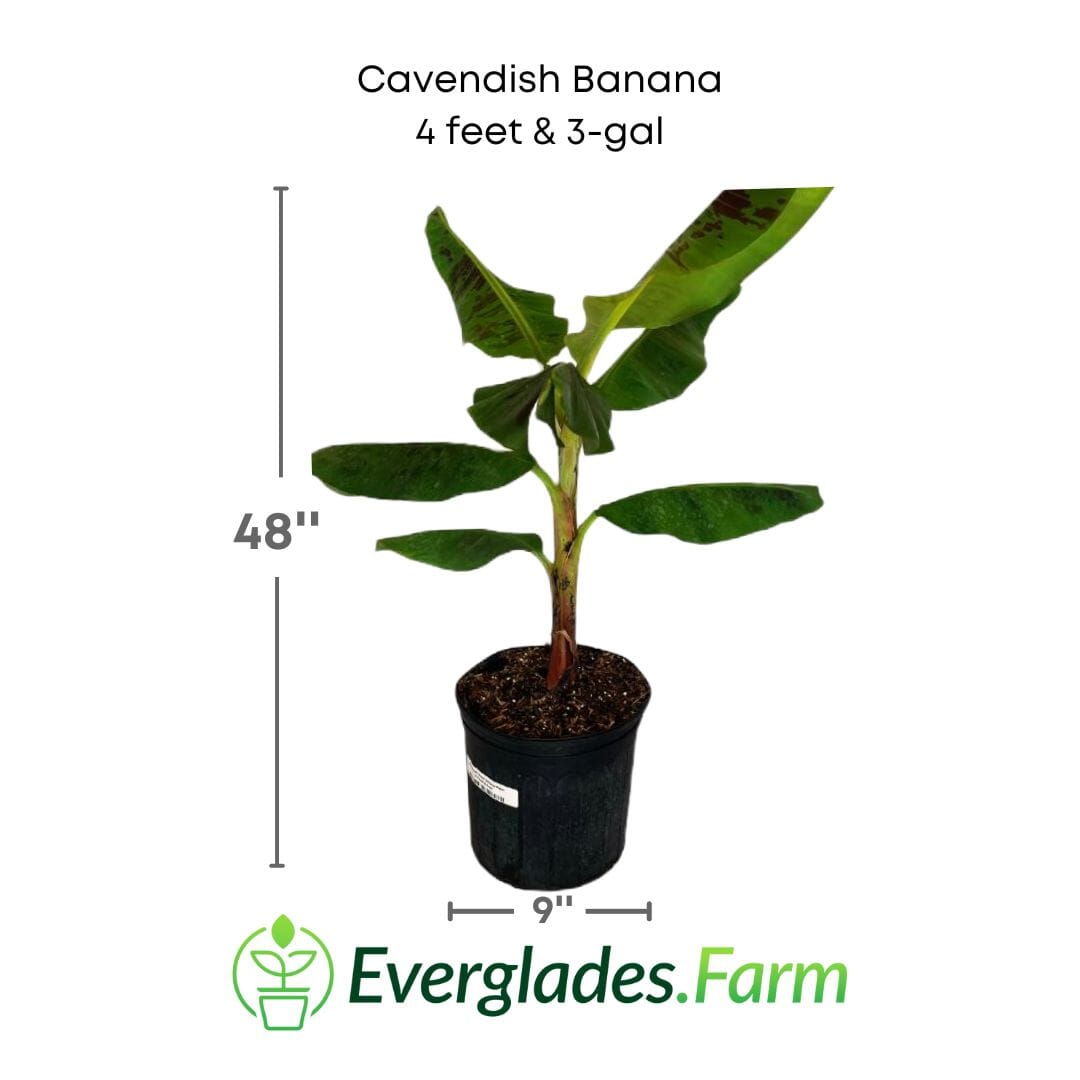 Cavendish Dwarf Banana Plant