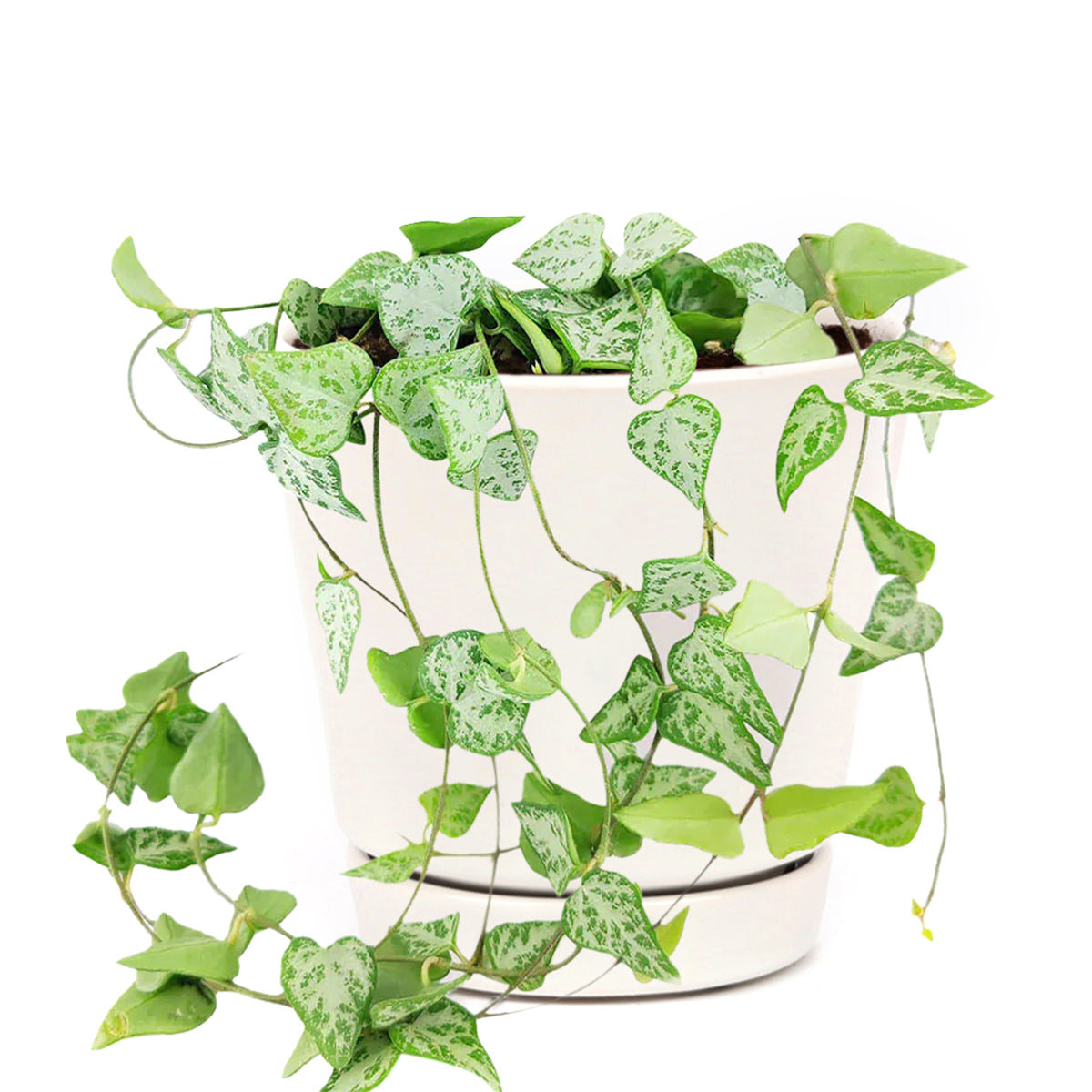 Ceropegia woodii String of Arrows