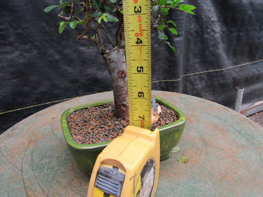 Chinese Elm Bonsai Tree - Straight Trunk Style (Small)