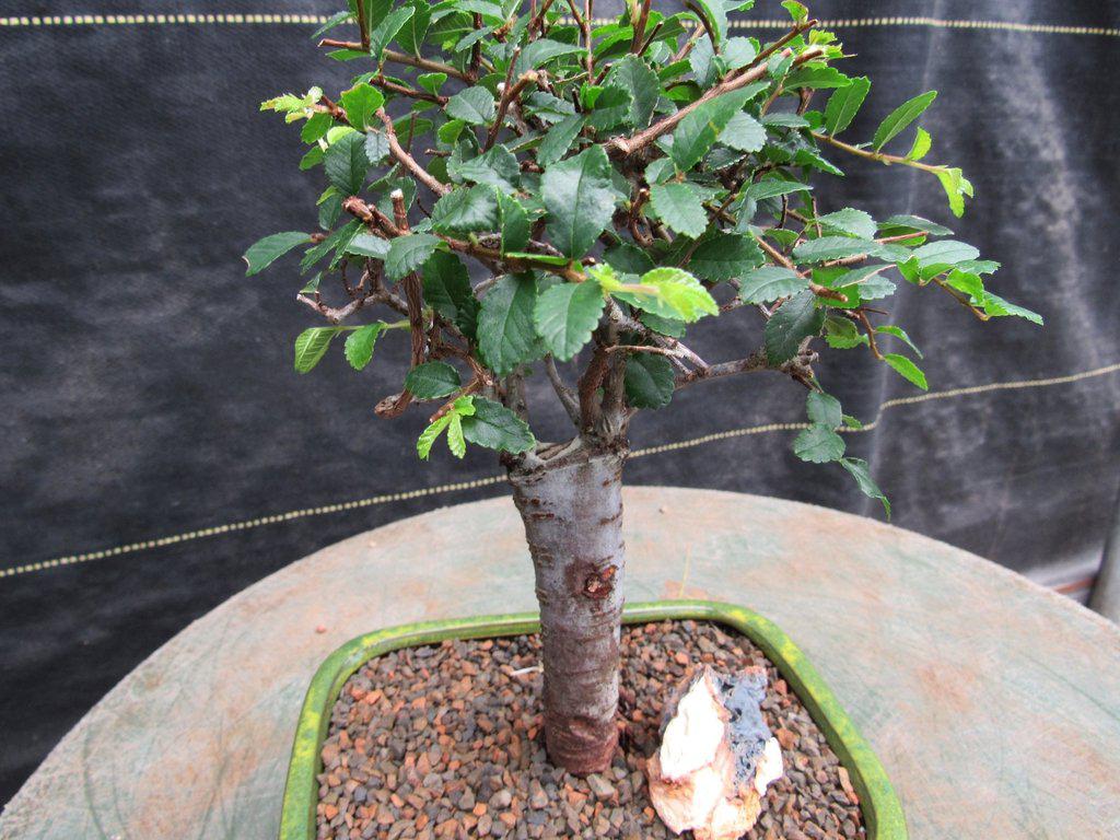 Chinese Elm Bonsai Tree - Straight Trunk Style (Small)