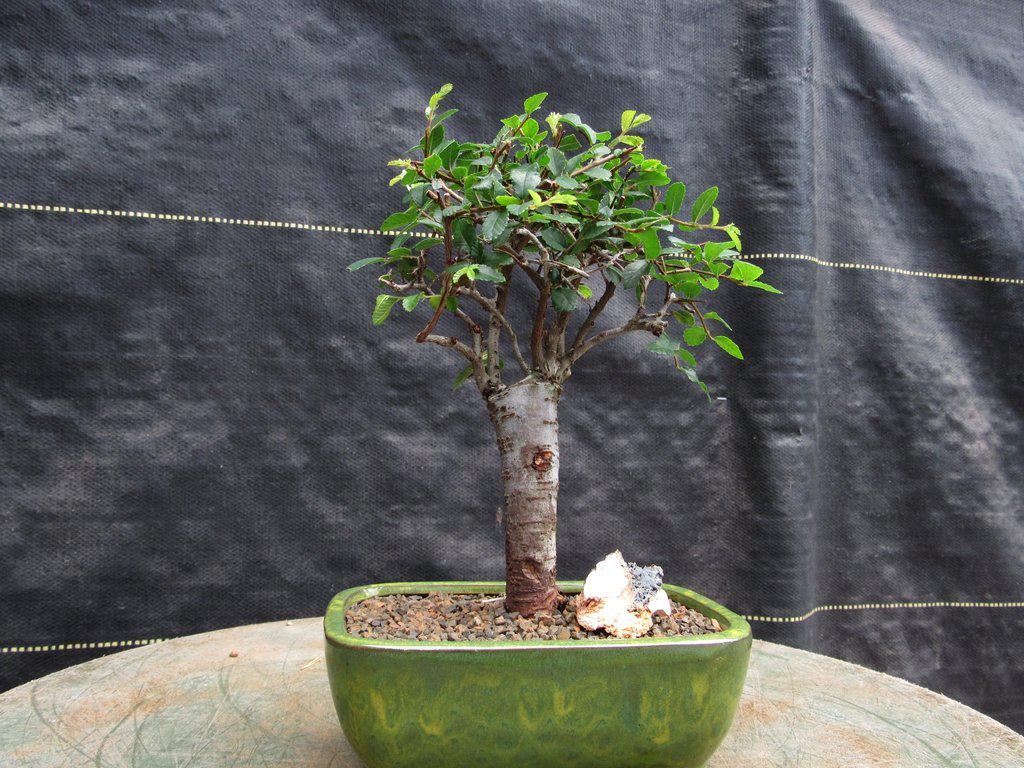 chinese elm tree bonsai Chinese Elm Bonsai Tree