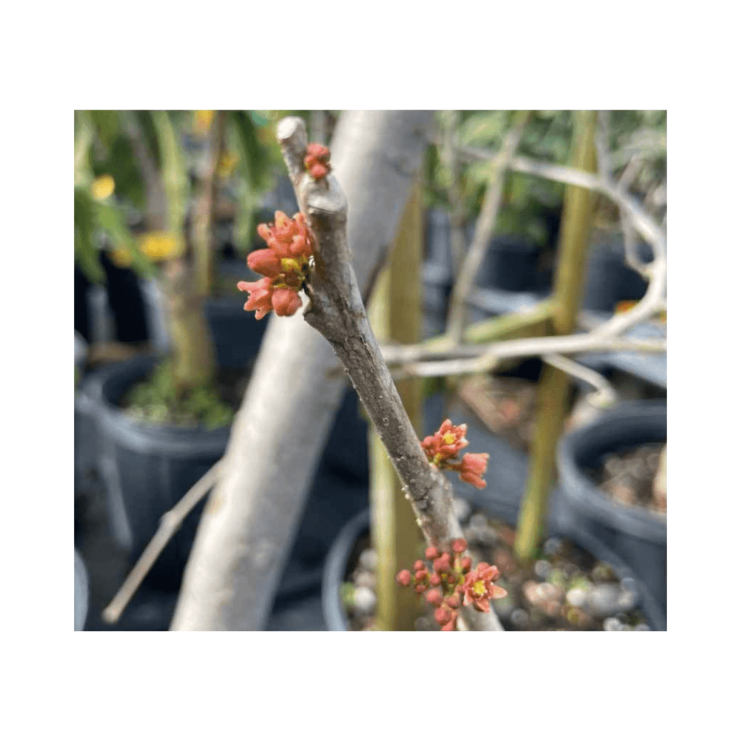 Red Spanish/Hog Plum, Ciruela, Jocote Rojo, Mombin Tree