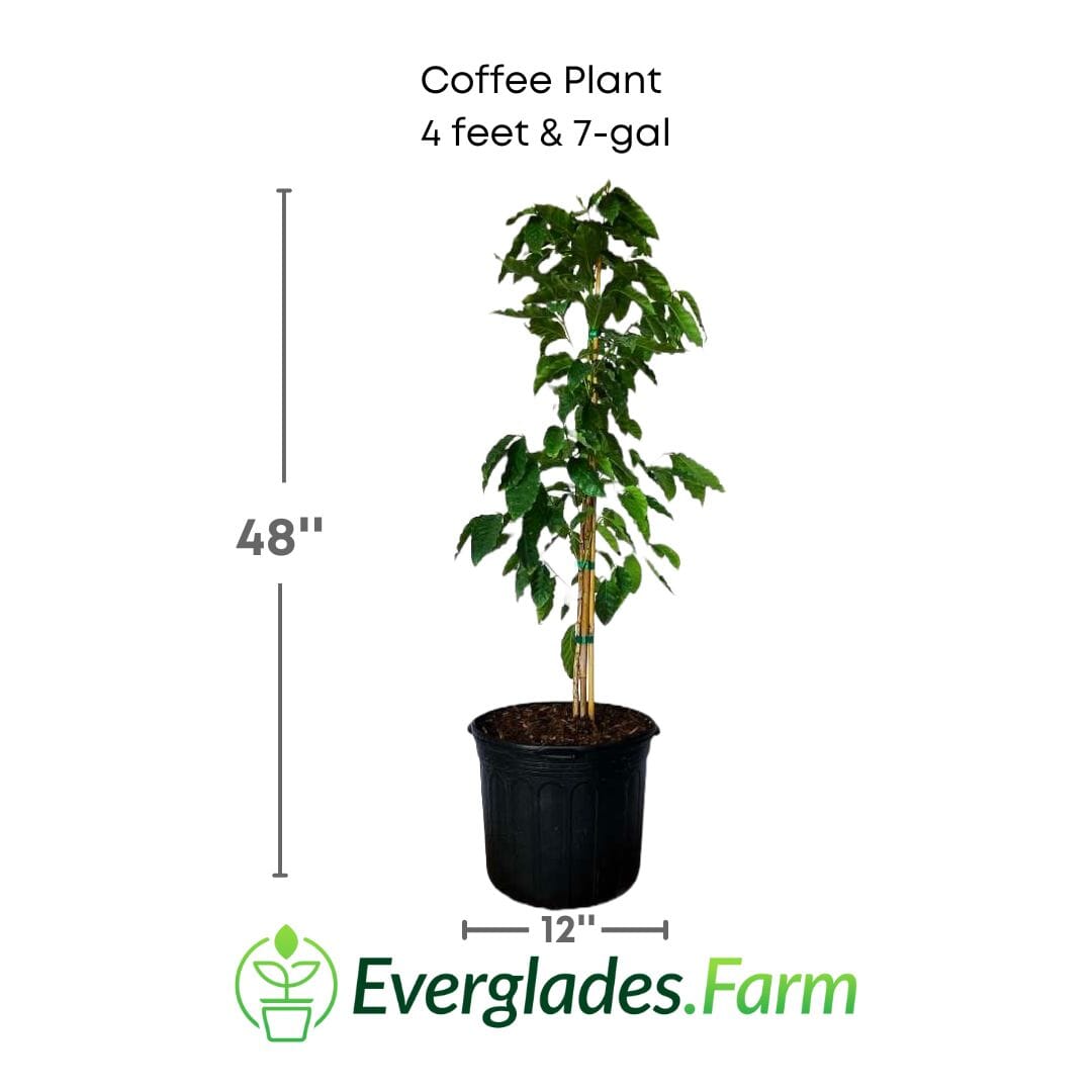 Coffee Plant Full Size