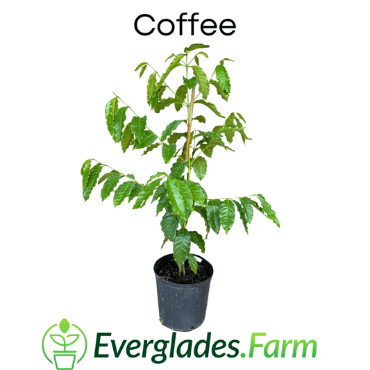 Coffee Plant Full Size