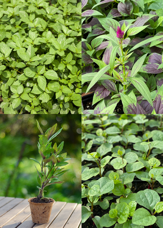 Summer Greens Bundle: Malabar Spinach, Molokhia, Longevity Spinach & Lagos Spinach