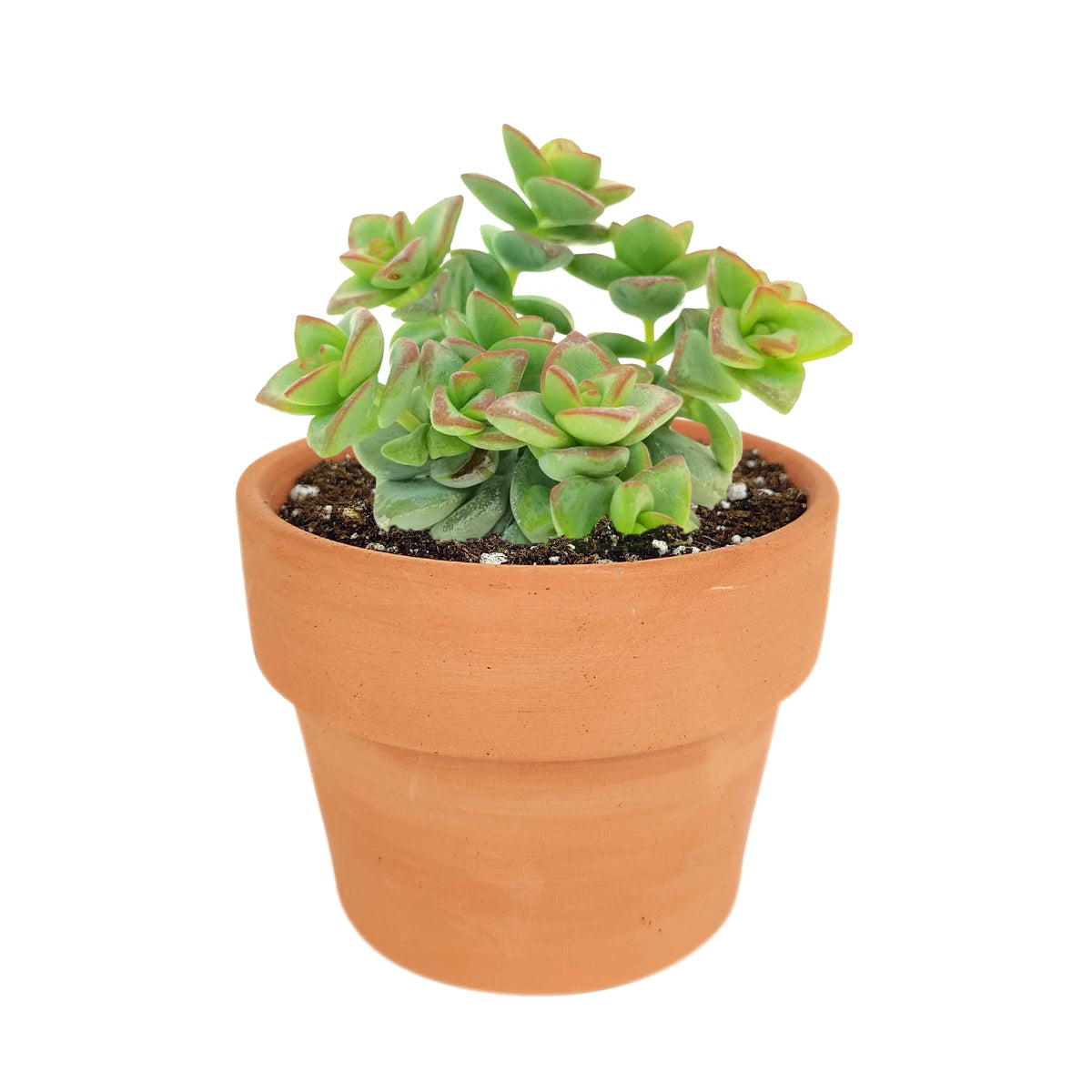 Crassula High Voltage