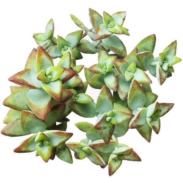 Crassula High Voltage