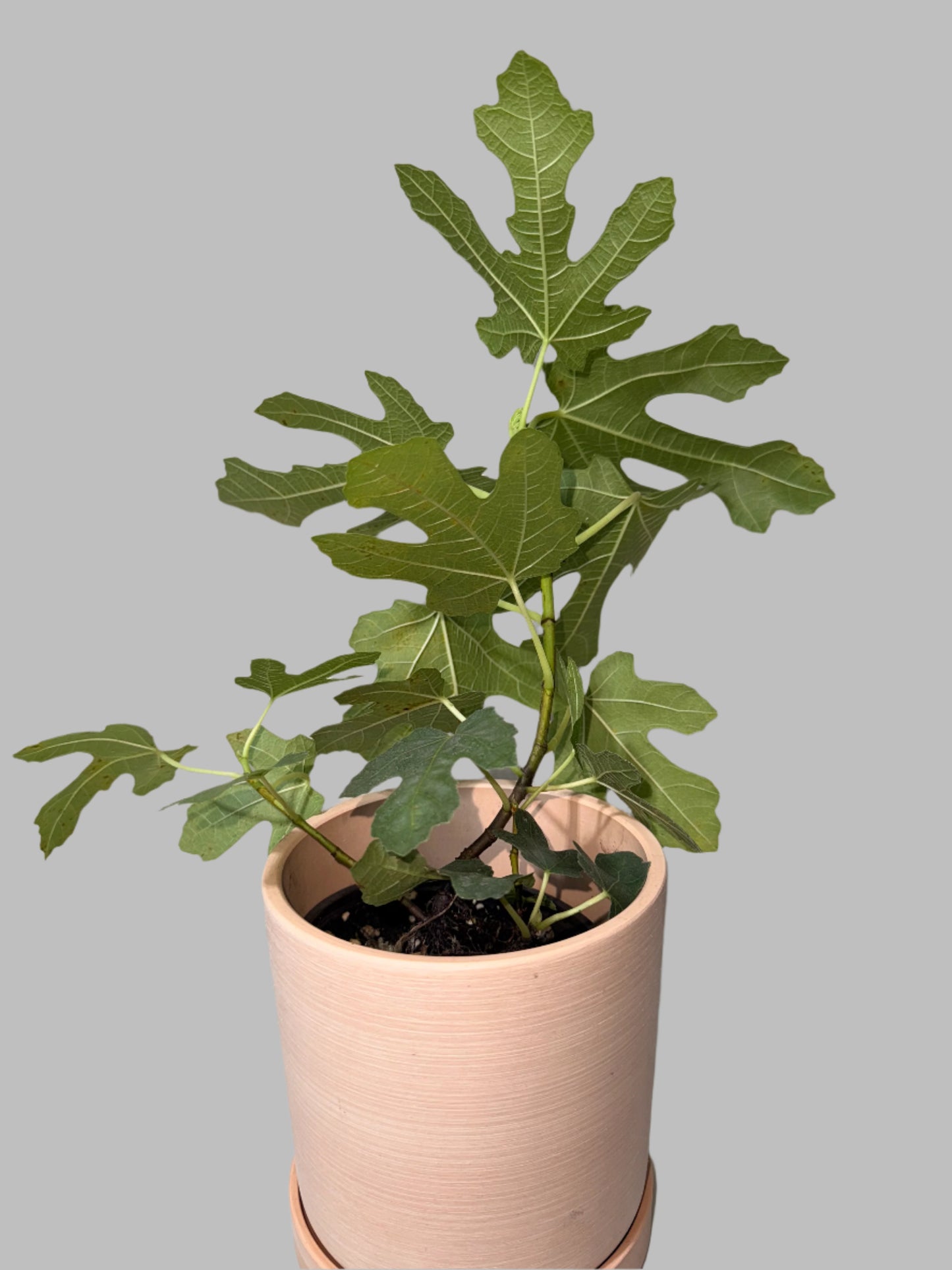 Chicago Hardy Fig - Ficus carica - Cold Hardy - Zones 6 to 10 - Easy to Grow - Compact Fruit Tree - Organic Container Gardening