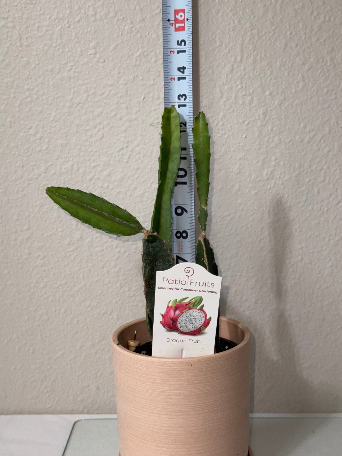 Dragon Fruit Patio Cactus - Organic - Container Gardening - Night Blooming - Easy to Grow Cactus - Tropical Climbing Cactus