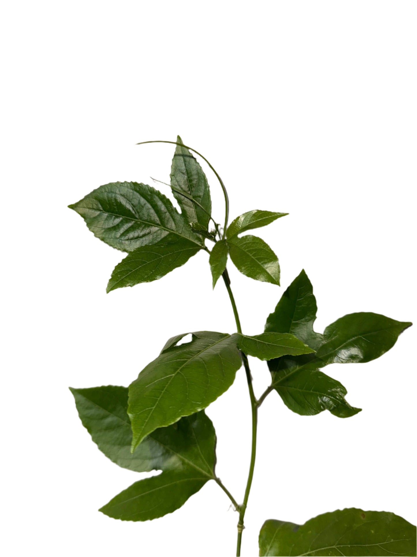 Patio Fruits Live Edible Passion Fruit Vine - Passiflora Edulis - Dwarf Fruit Vine - Easy to Grow Fruit Plant - Organic Gardening - Zones 9 -11