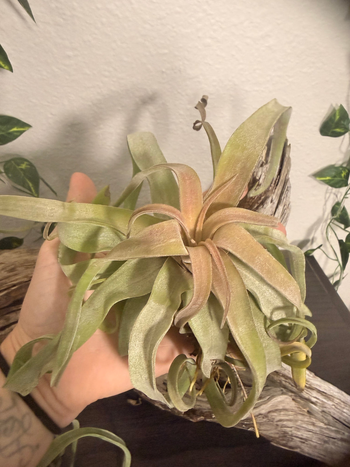 Tillandsia Streptophylla - Shirley Temple Air Plant - Curly Air Plant - 4 to 7 Inches - Easy Care Houseplant - No Soil Needed - Low to Moderate Light Tolerant - Bromeliad