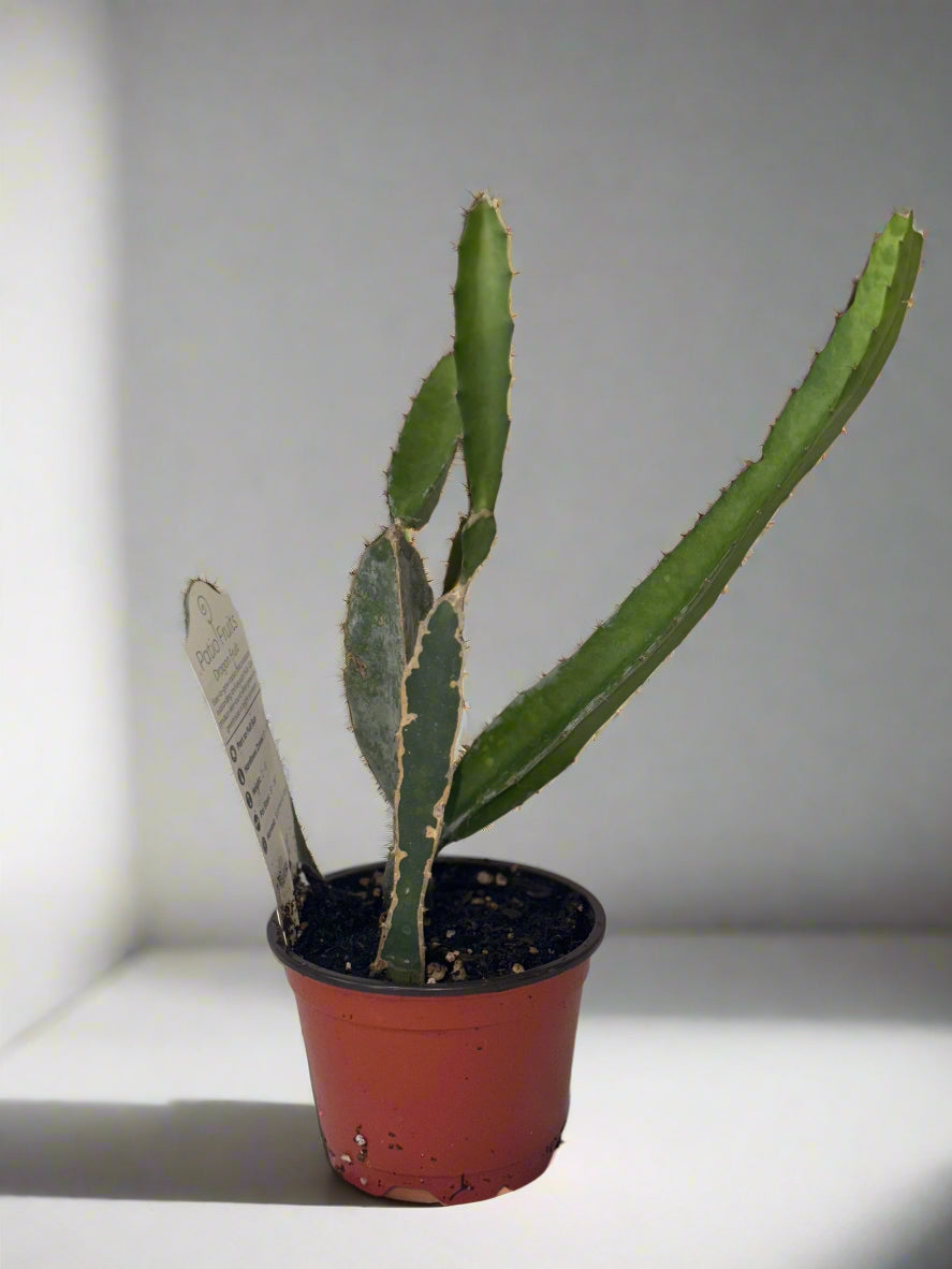Dragon Fruit Patio Cactus - Organic - Container Gardening - Night Blooming - Easy to Grow Cactus - Tropical Climbing Cactus