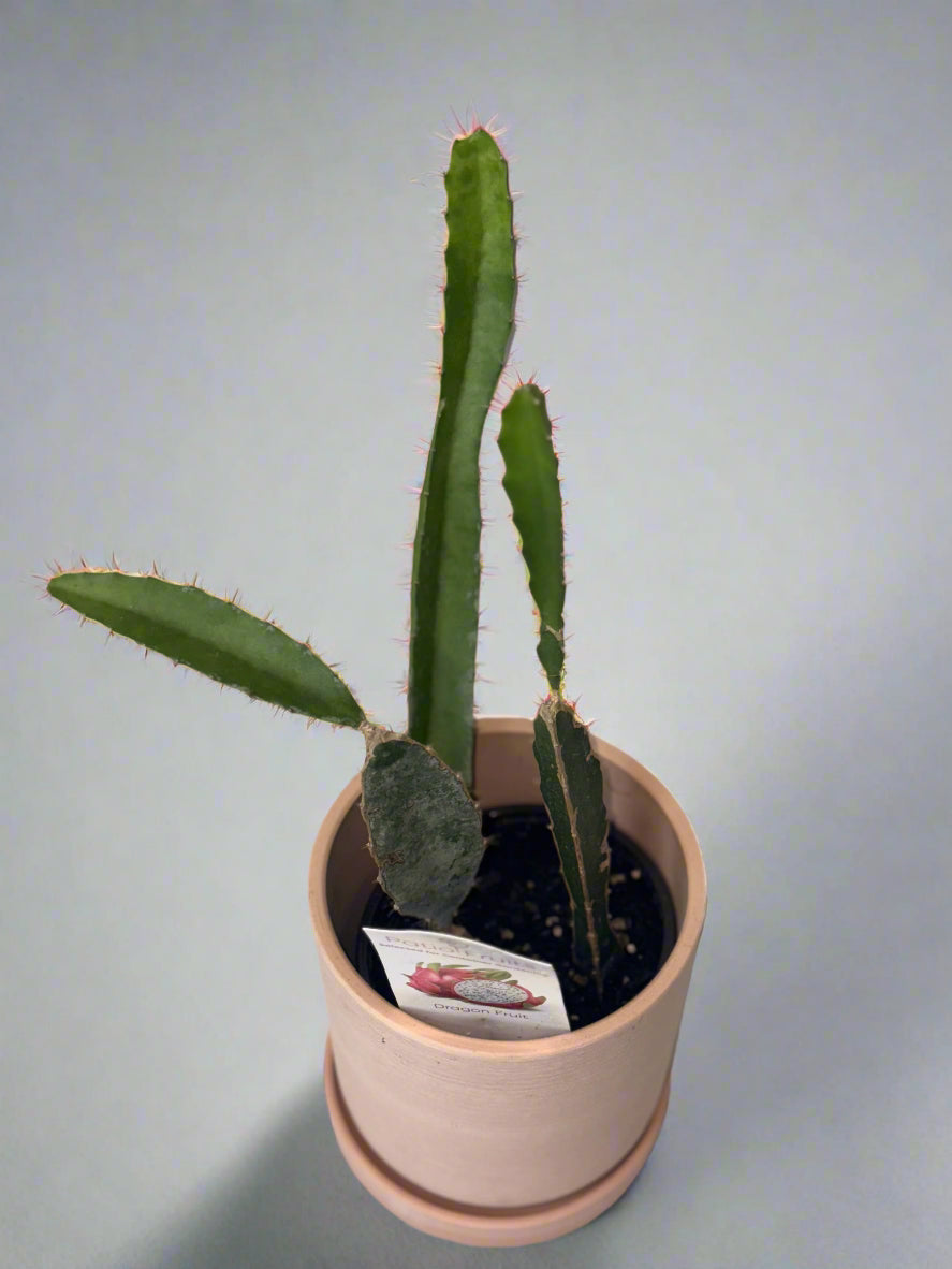 Dragon Fruit Patio Cactus - Organic - Container Gardening - Night Blooming - Easy to Grow Cactus - Tropical Climbing Cactus