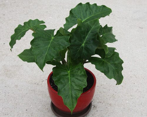 Alocasia Low Rider Tropical Houseplant in 4" Container