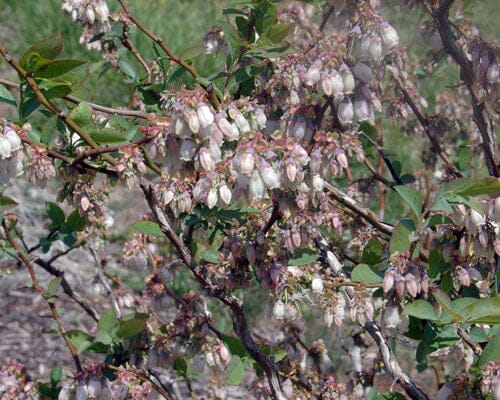 Blueberry | Northern Blueberry |