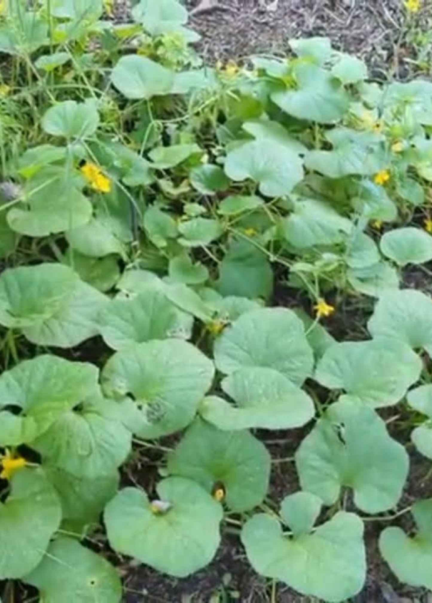 Dosakai (Cucumis melo var. chito)