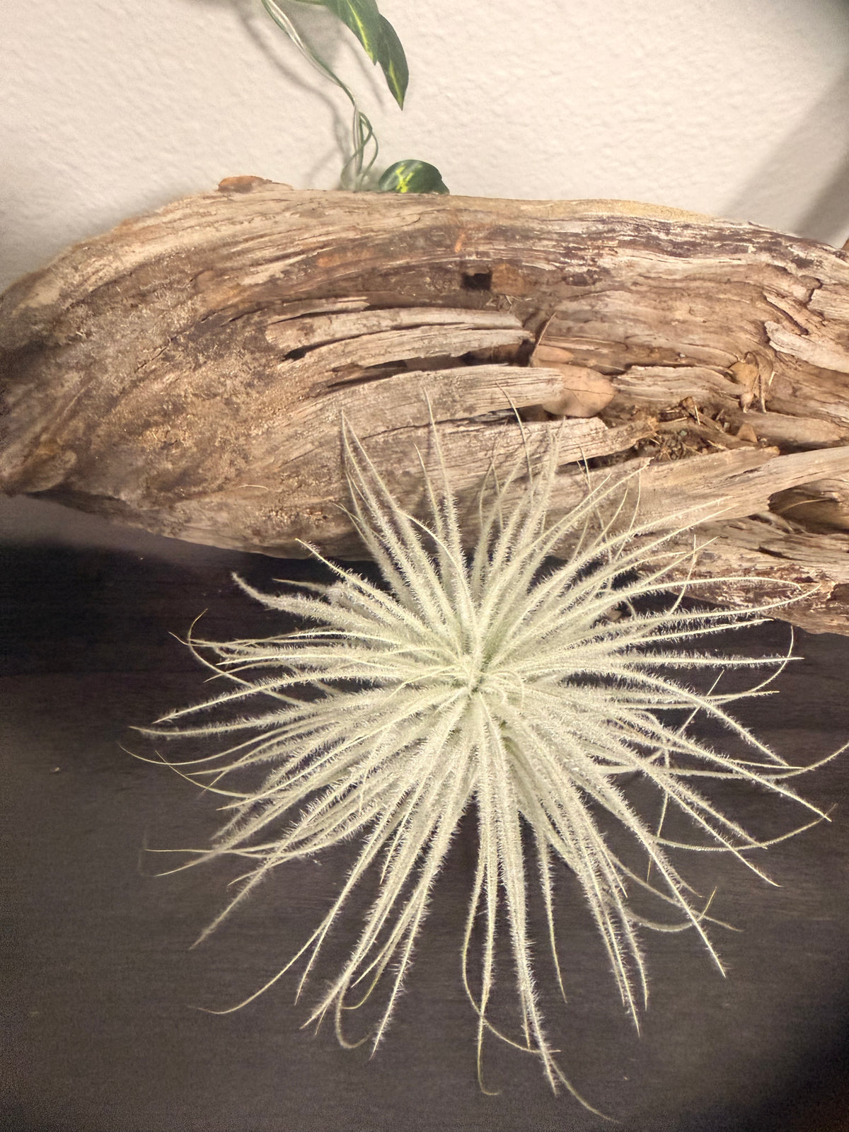 Tillandsia Tectorum - 3 to 4 Inches - Fuzzy Air Plant - Silver and White Air Plant - No Soil Plant - Bright to Moderate Indirect Light