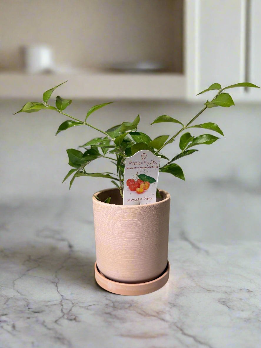 Patio Fruit Barbados Cherry Tree - Container Gardening - Organic - Easy to Grow Fruit Tree - Zones 9 to 11 - Easy Care - High Vitamin C