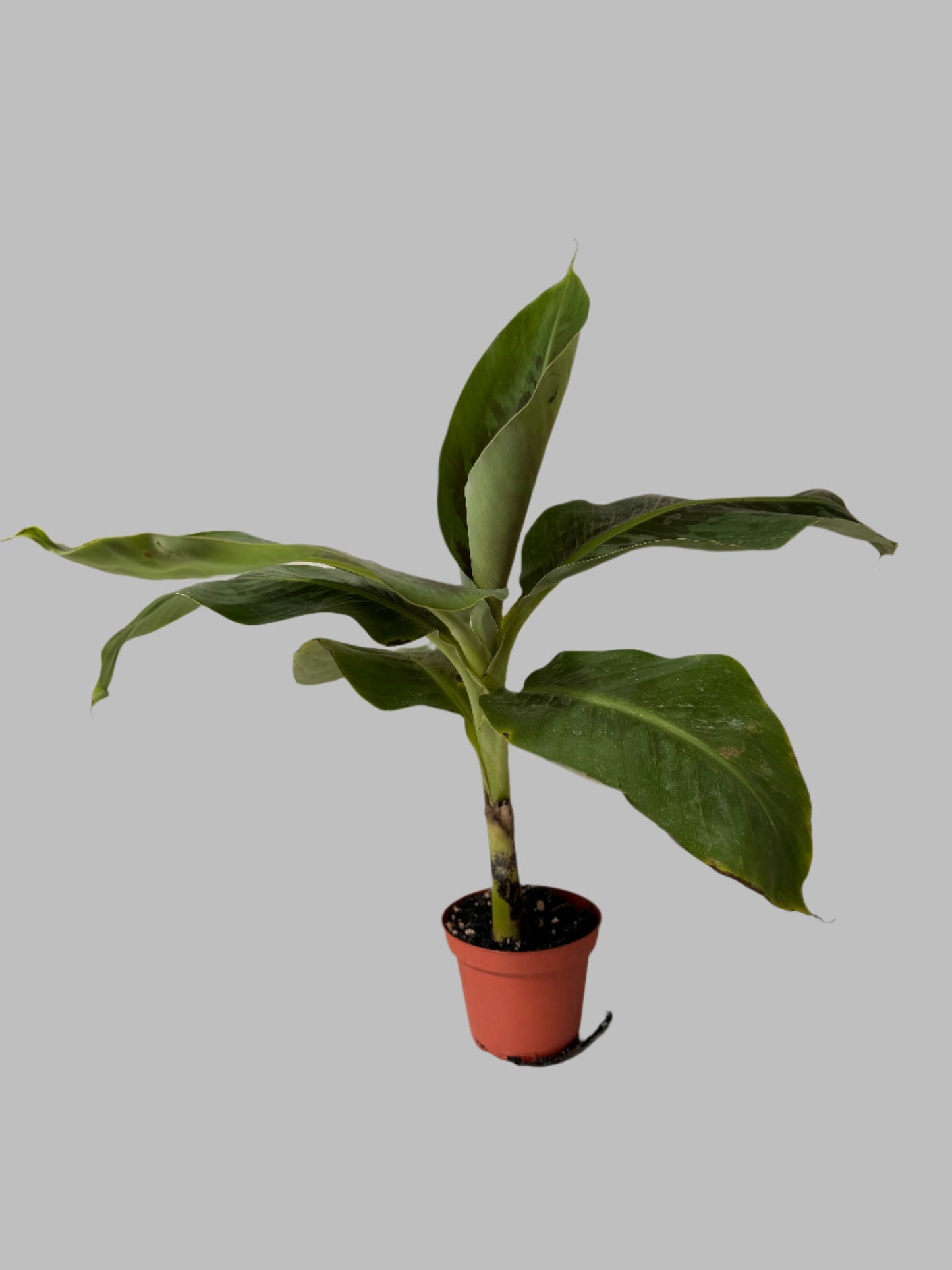 Live Musa Banana Tree - Dwarf Banana Tree - Easy Care Indoor Tropical Banana Tree - Zones 9 to 11 - Container Gardening