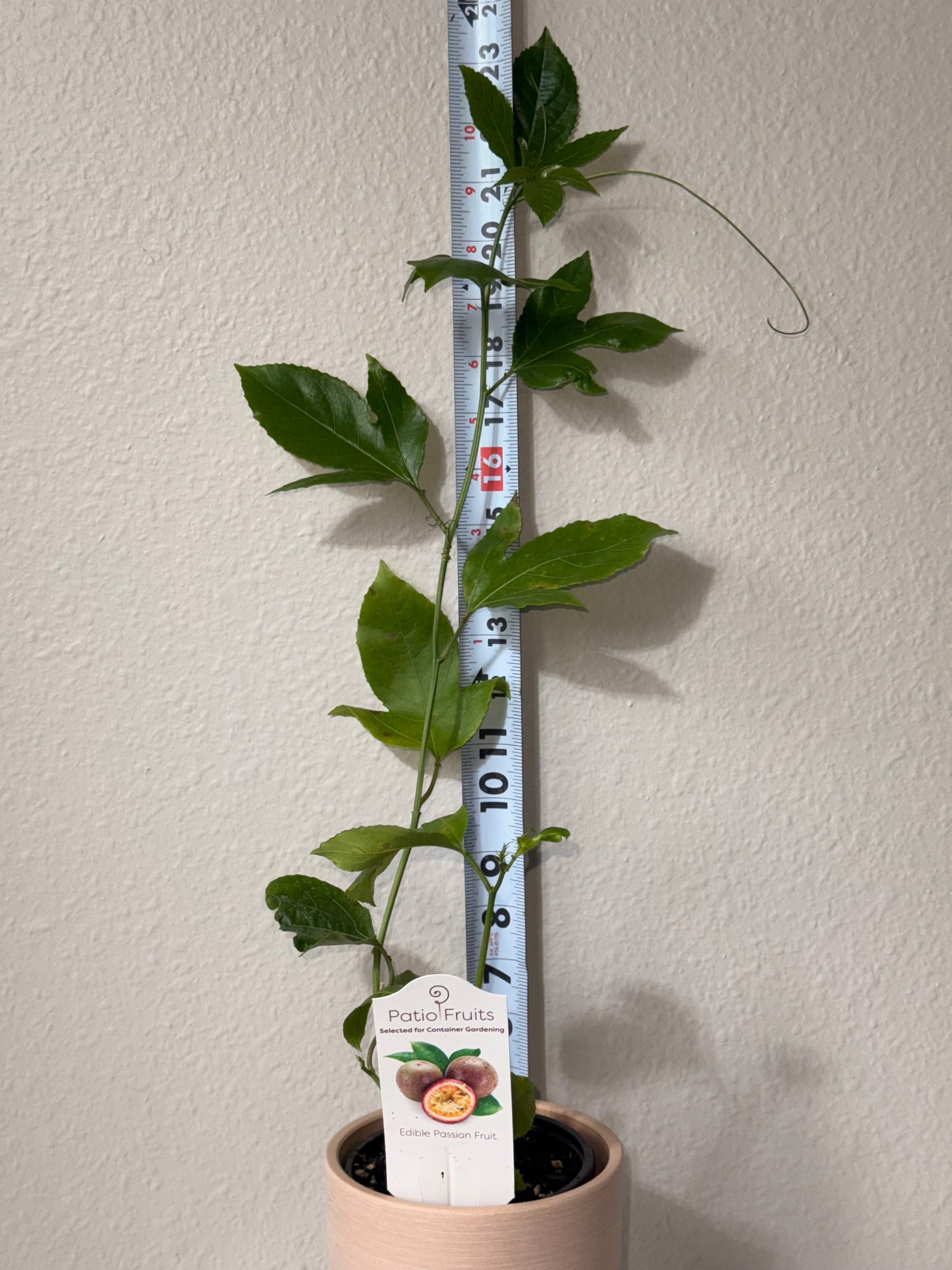 Patio Fruits Live Edible Passion Fruit Vine - Passiflora Edulis - Dwarf Fruit Vine - Easy to Grow Fruit Plant - Organic Gardening - Zones 9 -11