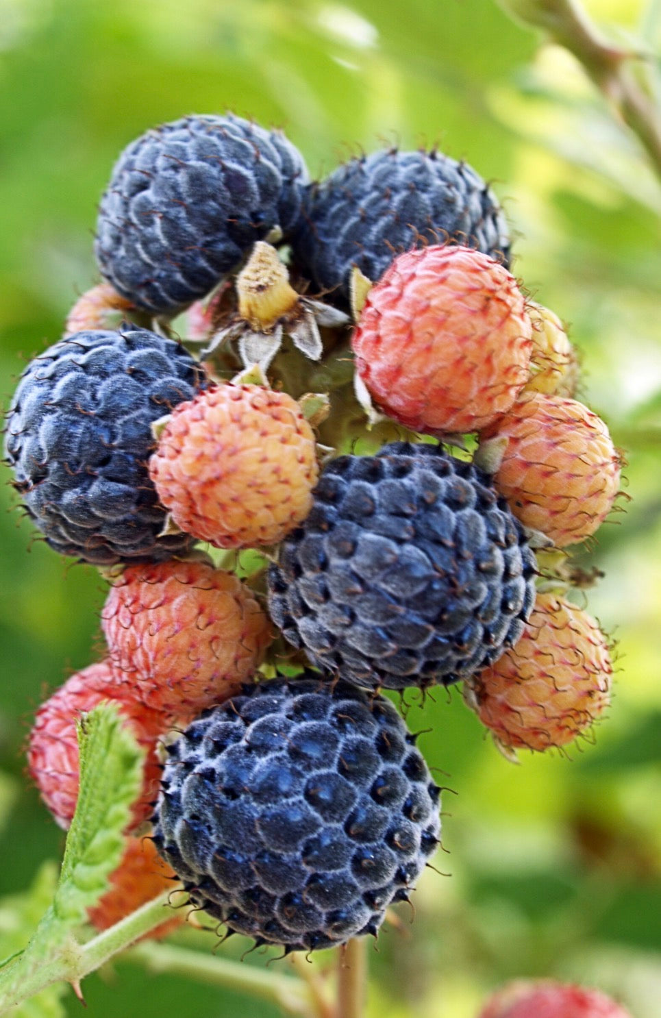 Mysore Red Raspberry