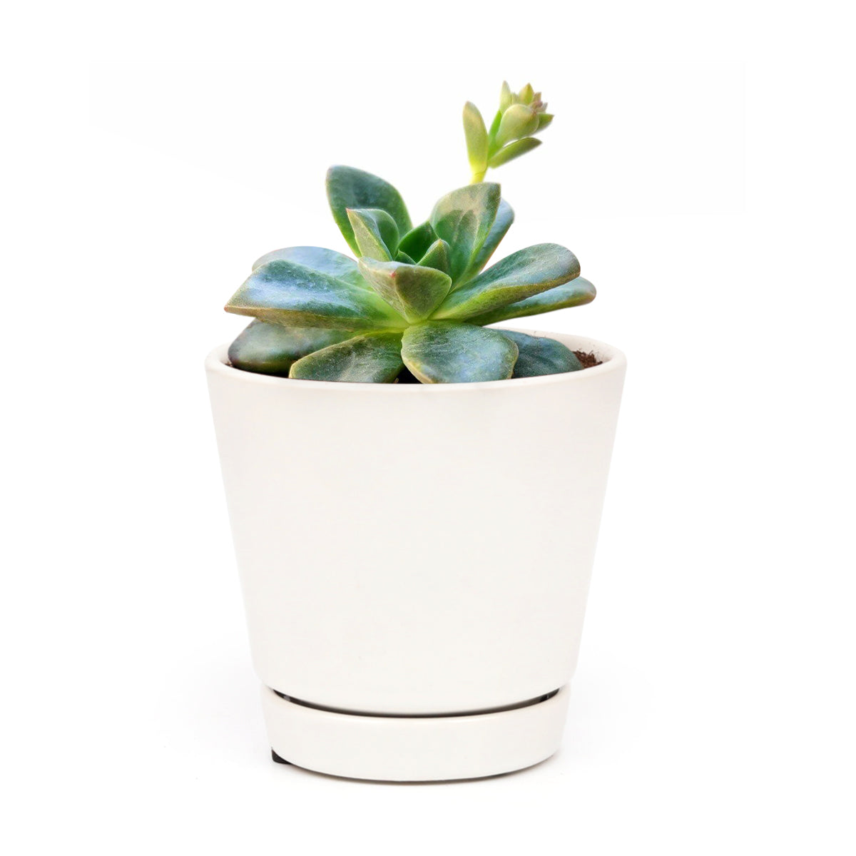 Echeveria Compressicaulis
