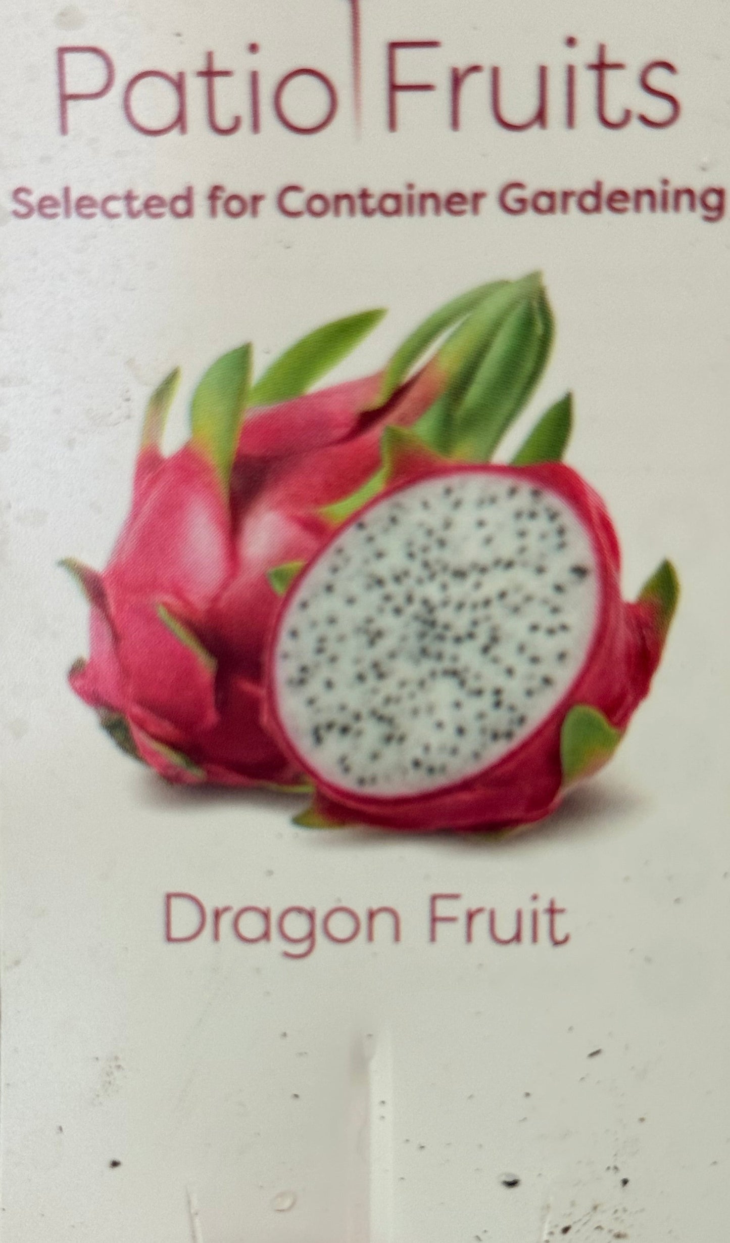 Dragon Fruit Patio Cactus - Organic - Container Gardening - Night Blooming - Easy to Grow Cactus - Tropical Climbing Cactus