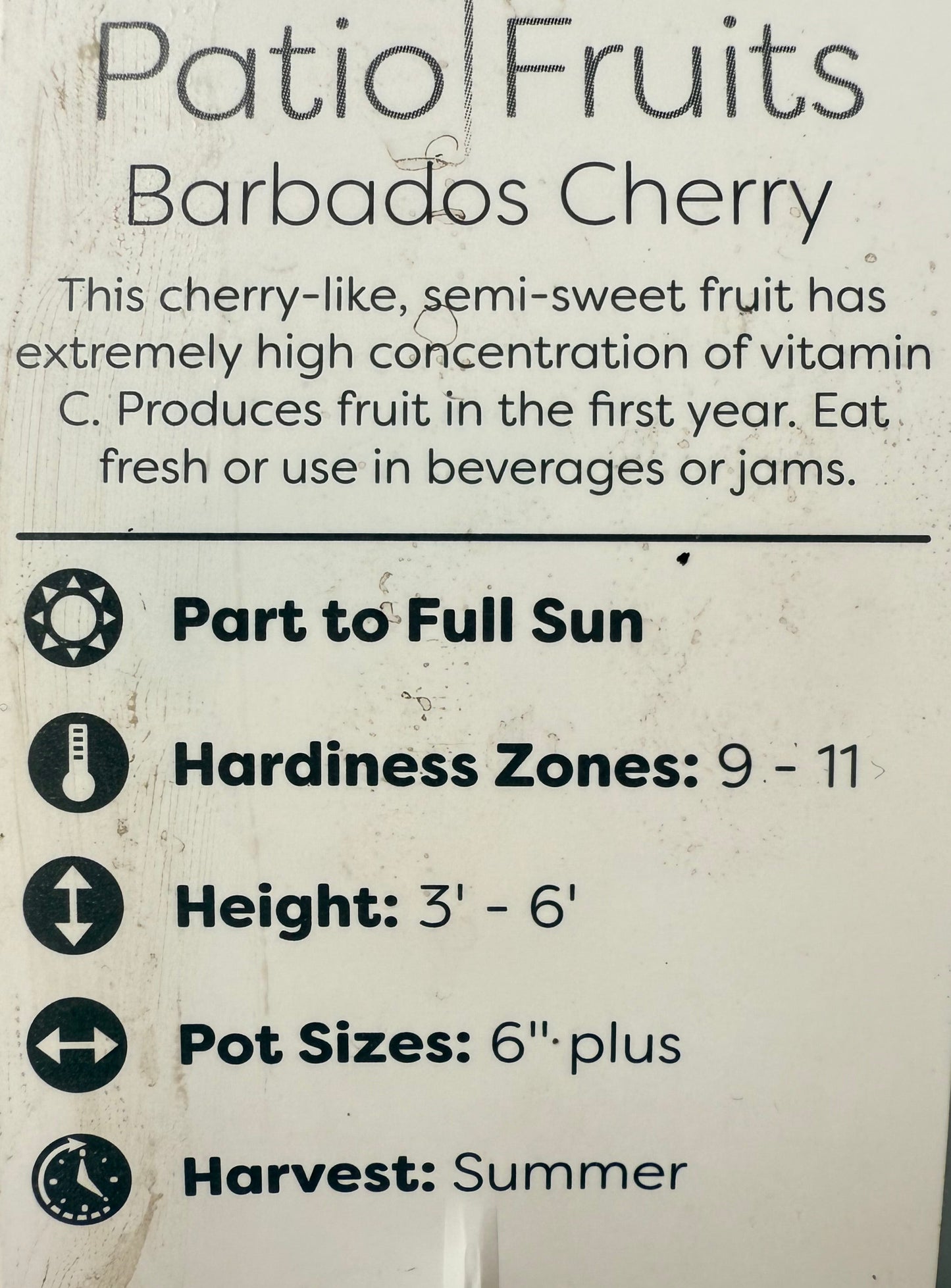 Patio Fruit Barbados Cherry Tree - Container Gardening - Organic - Easy to Grow Fruit Tree - Zones 9 to 11 - Easy Care - High Vitamin C