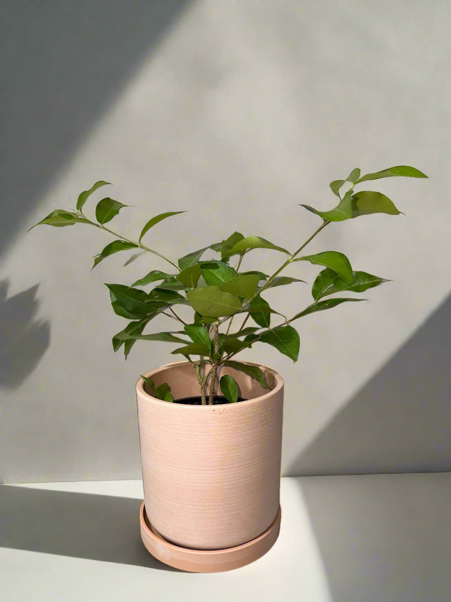 Patio Fruit Barbados Cherry Tree - Container Gardening - Organic - Easy to Grow Fruit Tree - Zones 9 to 11 - Easy Care - High Vitamin C