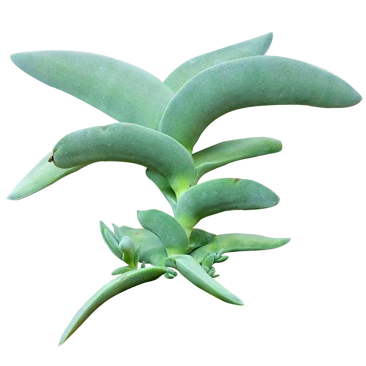 propeller succulent flower Crassula Falcata Propeller Succulent Plant