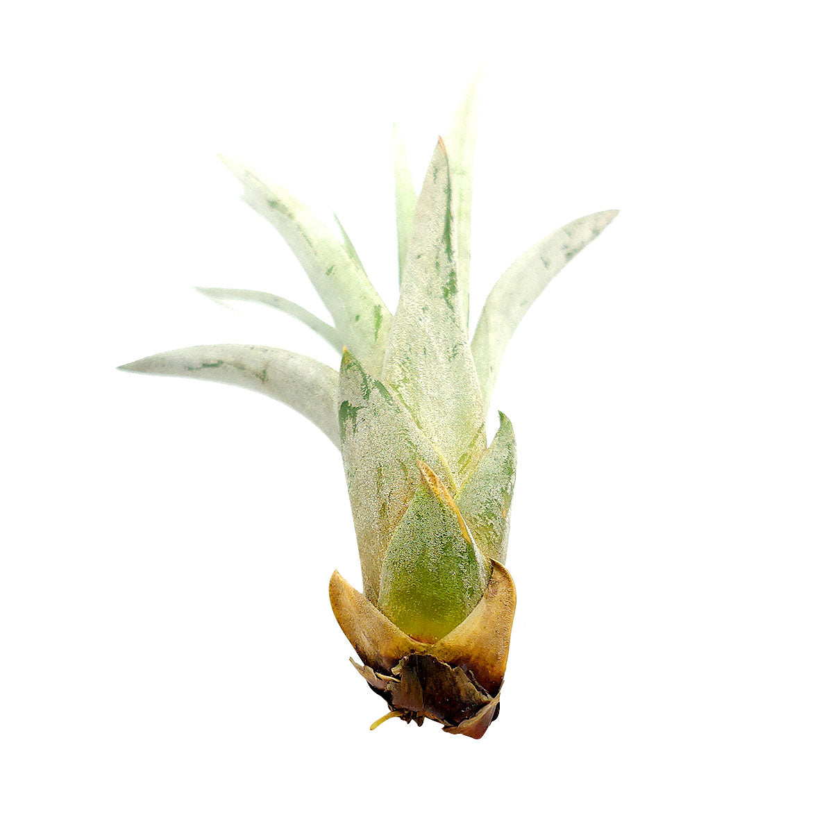 Tillandsia Fasciculata