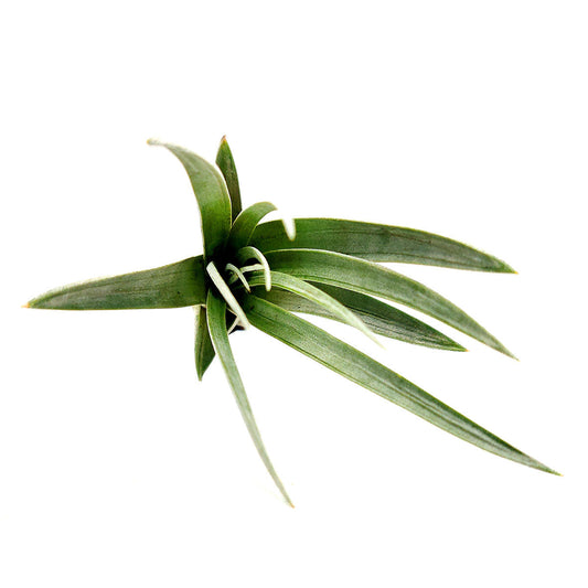 Tillandsia Fasciculata