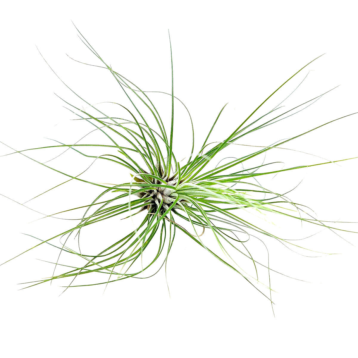 Tillandsia Filifolia