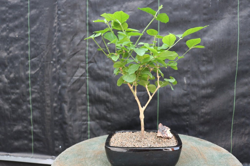 jasmine bonsai tree care Flowering Arabian Jasmine Bonsai Tree – Lovehopegrow