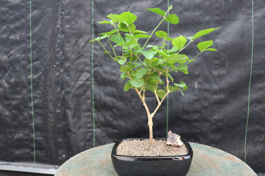 Flowering Arabian Jasmine Bonsai Tree