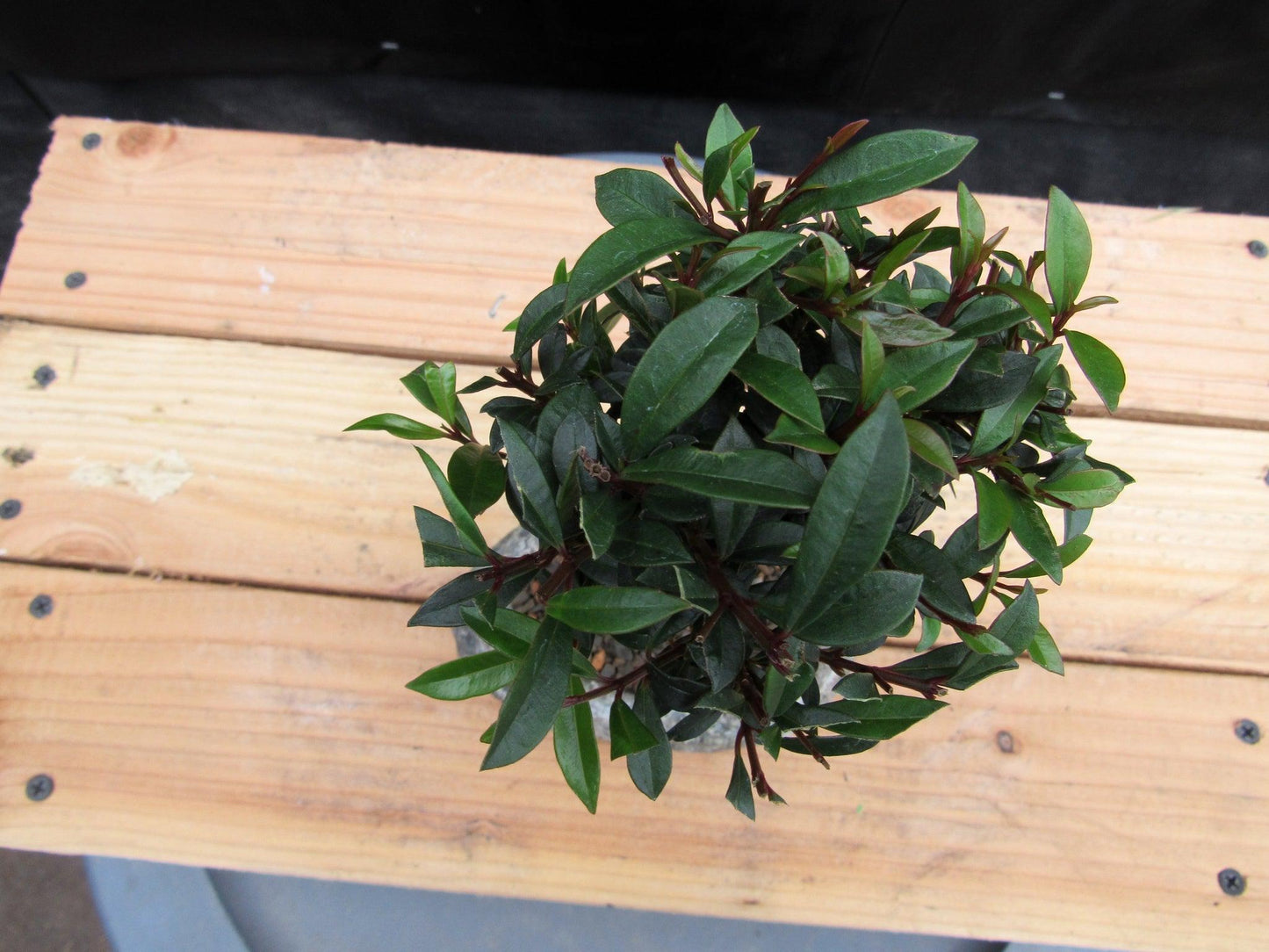 Flowering Brush Cherry Bonsai Tree Planted In A Faux Lava Rock