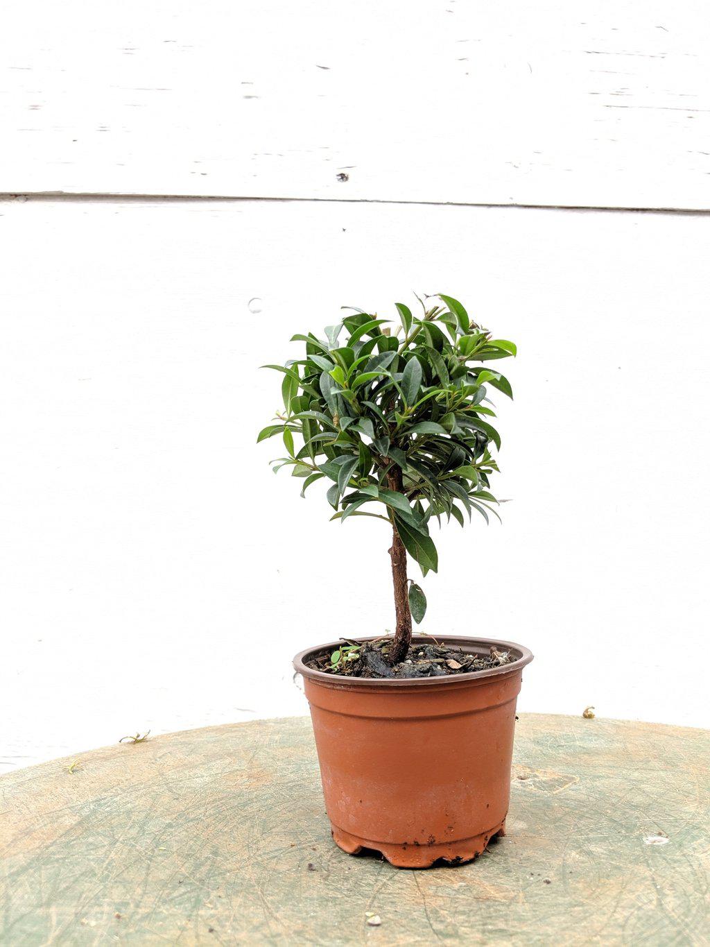 buy pre bonsai trees Flowering Brush Cherry Pre Bonsai Tree – Lovehopegrow