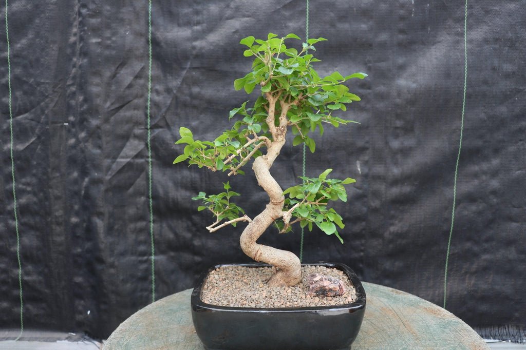 ligustrum bonsai tree care Flowering Ligustrum Bonsai Tree