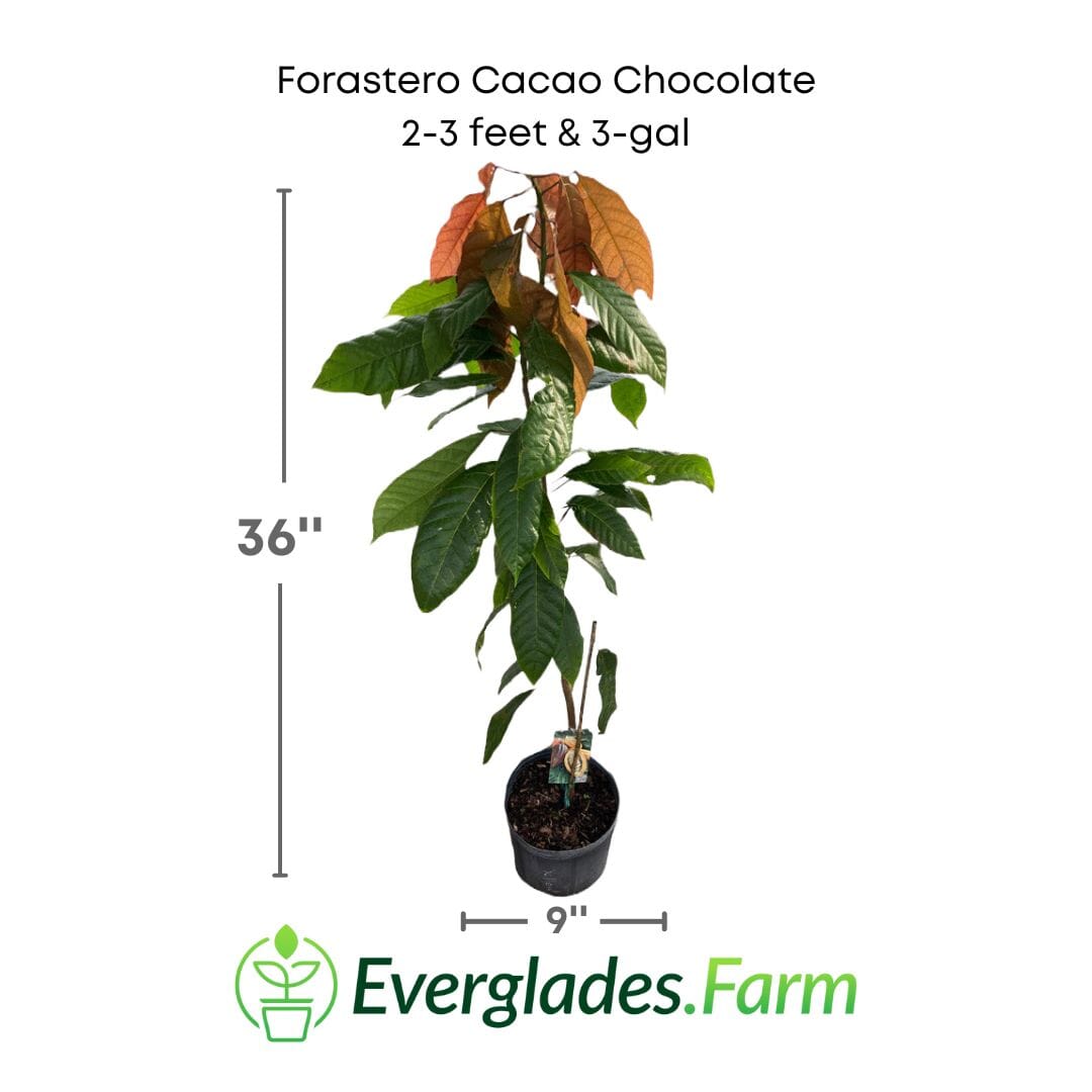 Forastero Cacao Chocolate Tree