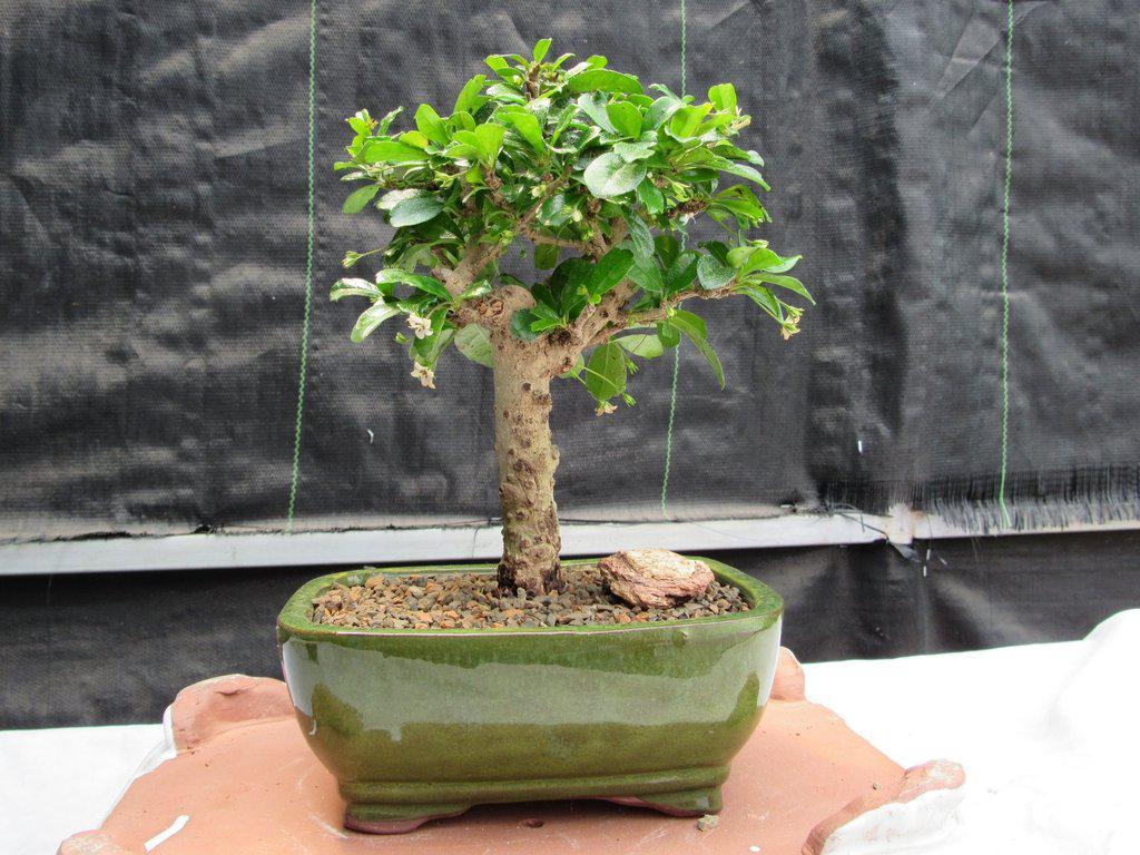 aged bonsai trees for sale Fukien Tea Bonsai Tree