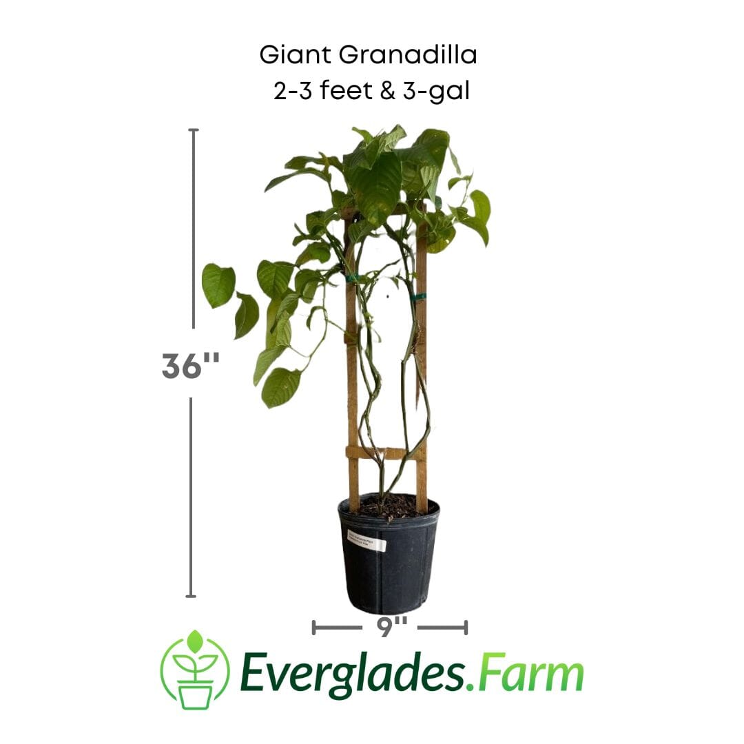 Giant Granadilla Plant
